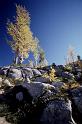 Larches Entiat Mtns 1